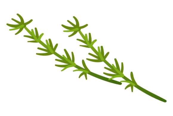 Download Thyme Branch. Aroma Herb Icon. Natural P - Aroma Collection