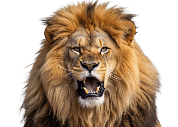 Download Roaring Lion Face with Open Mouth PNG - Pen Collection